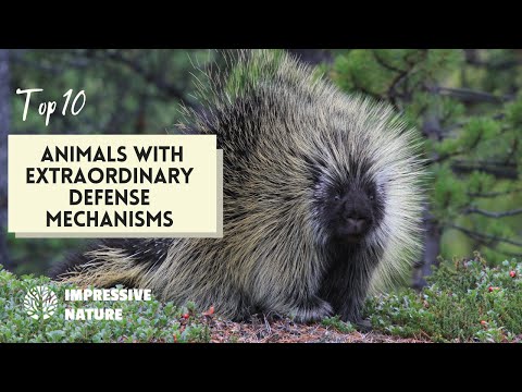 The Top 10 Animals with Extraordinary Defense Mechanisms