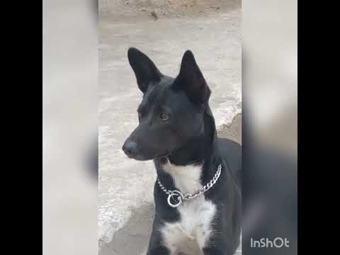 BRUNO IN SLeepy MOOD