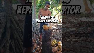 Download lagu Belah kelapa kopra atau koruptor 300 T #kelapa mp3
