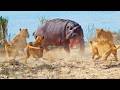 Angry Hippo Tries Fighting Off 7 Lions