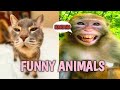 Funny Animal Videos 12 Funny Cats And Dogs Videos Try Not To Laugh