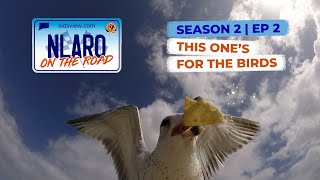 NLARO On the Road | EP 11 | This One's For The Birds