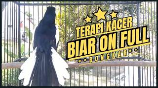 Download lagu Suara Burung Kacer Bikin Lawan Emosi Gacor, Pancingan Kacer Agar Cepat Emosi Gacor mp3