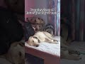Sound To Make Your Dog Sleep Dog Hypnosis