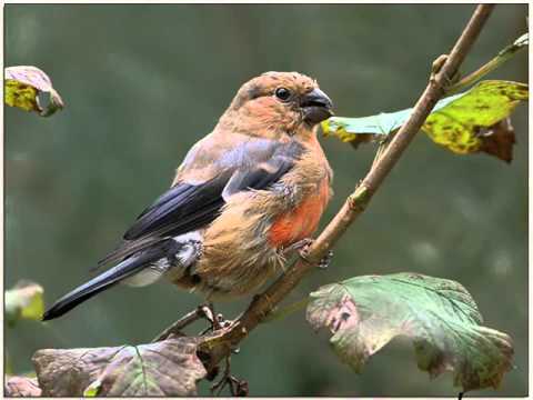 Roy Soerioroseno - Little Princess