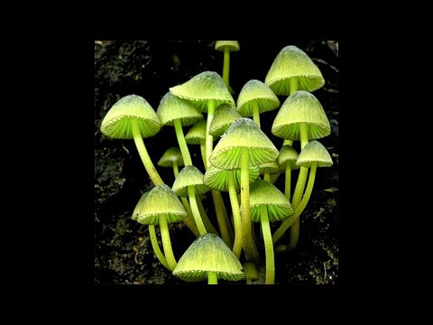 [FREE] Synth Punk x Rock x Crystal Castles Type Beat - ‘ELECTRICITY’