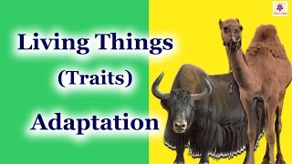 Adaptation in Plants &amp; Animals | Environmental Studies | Grade 3 | Periwinkle