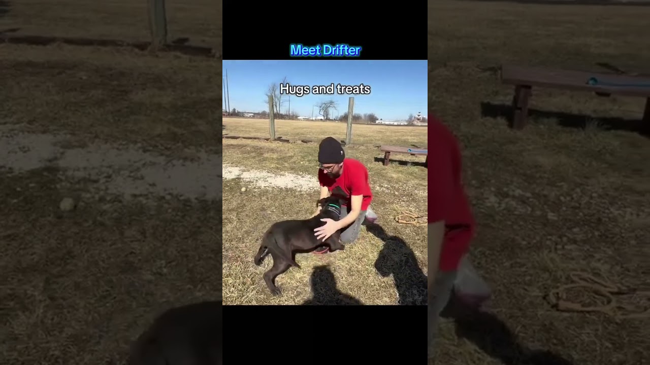 Drifter, a Adoptable mixed breed in Plain City, OH video 3/6