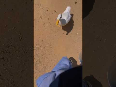 Taking Fuji on a troll 🦆 #fypviral #ducklingadventures #cuteanimals #cuteanimals