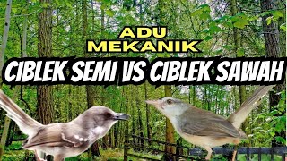 Download lagu ADU MEKANIK CIBLEK SAWAH VS CIBLEK SEMI SAMA SAMA GACOR mp3 Download lagu ADU MEKANIK CIBLEK SAWAH VS CIBLEK SEMI SAMA SAMA GACOR mp3