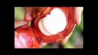 Download lagu AceMaxs Jus Manggis Daun Sirsak Super Antioksidan Xamtone Ace Maxs - Ace-Max's H2O mp3