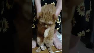 まさかの抜け方！！ #cat #ねこ