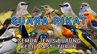 Download lagu Suara Pikat  Semua Jenis Burung Kecil Dan Burung Masteran mp3