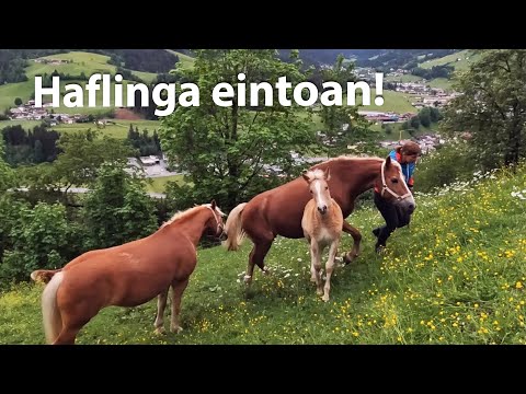 "Haflinga eintoan!" - Haflinger Pferde in den Stall führen
