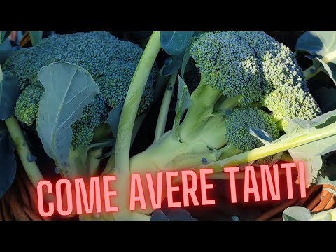 , title : 'Come raccogliere i broccoli ed avere ancora produzione'