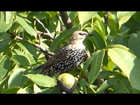 Ptice Hrvatske - Čvorak, mladi (Sturnus vulgaris) (Birds of Croatia - Starling, juvenile) (2/2)