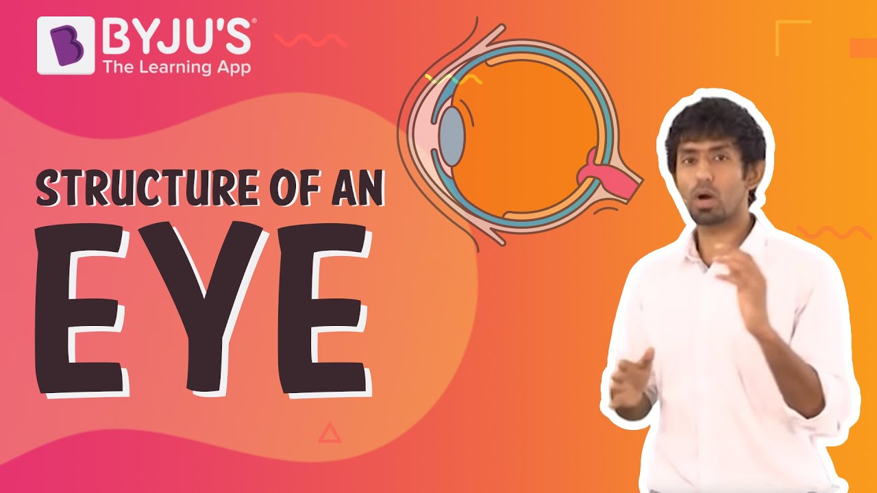Structure of Eye