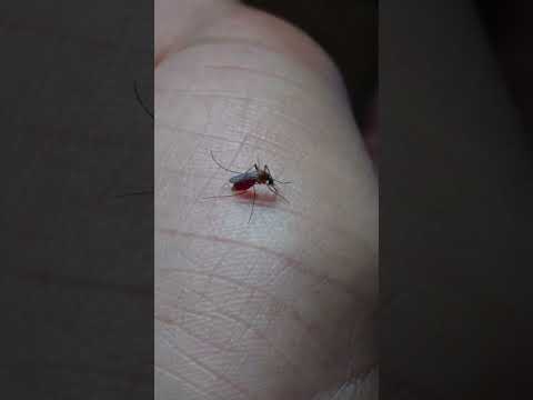 #shorts #video video