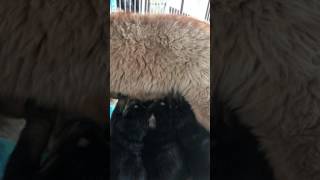Video preview image #6 Tibetan Mastiff Puppy For Sale in SHEFFIELD LAKE, OH, USA