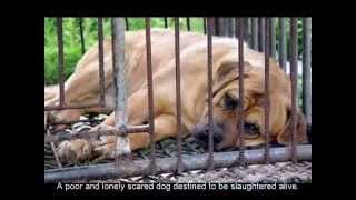 Stop the Yulin Dog Meat Festival taking place on 21st June 2014