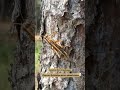 Schistocerca Shorts Grasshopper Bug Bugs Insects