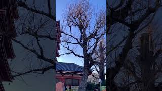 Tokyo Asakusa After the Magnitude 7.6 #Earthquake &amp; #Tsunami Ishikawa. #tokyo #japan #travel #shorts