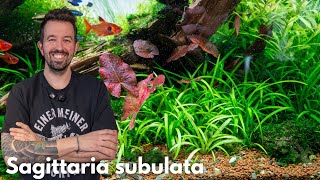 Sagittaria subulata | Liquid Nature Pflanzenvorstellung