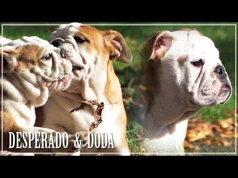 JAGBULL - Desperado & Doda (music:Universe-Zostań ze mną)