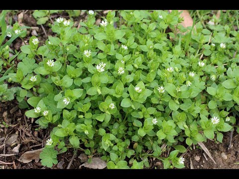 Мокрица - супер растение для здоровья, красоты и долголетия