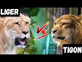 Liger vs Tigon: Who is the Strongest Hybrid?