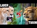 Liger Vs Tigon Who Is The Strongest Hybrid