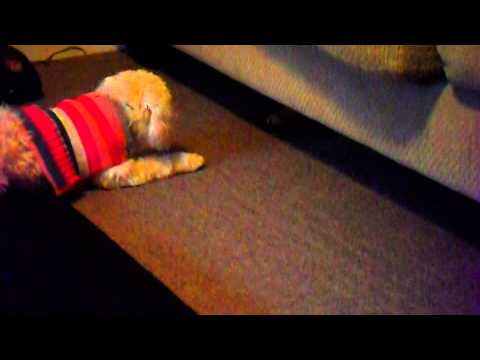 The fastest Hands in the World...On A CAT!!!