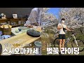 스시오마카세 입문은 가성비가 최고 / 벚꽃 라이딩 MSG훈 브이로그