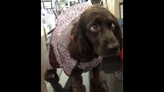 こっちにおいでSuniちゃん❤Jang keun suk❤スマイルマジック♪Endless summer ～ piano