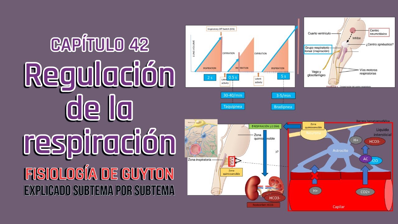 CAP 42: Regulación de la respiración l Fisiología de Guyton