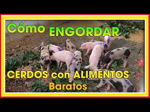 , title : 'CÓMO engordar CERDOS con alimentos ALTERNATIVOS ǀ Ing. Jannin Hernández Blandón'