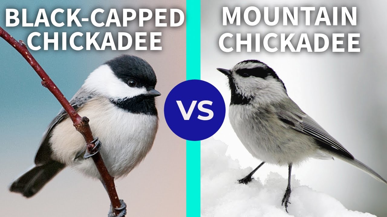 Black-capped Chickadee vs. Mountain Chickadee - Bird ID Made Easy