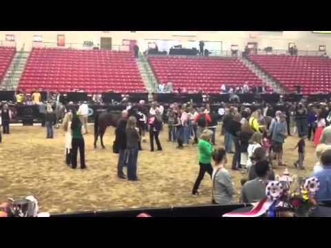 Arabian Breeders World Cup Stallion Showcase