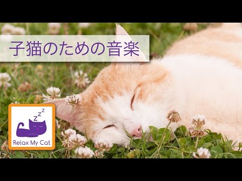 私の猫をリラックス - 音楽と一緒に寝てあなたの猫を助けます