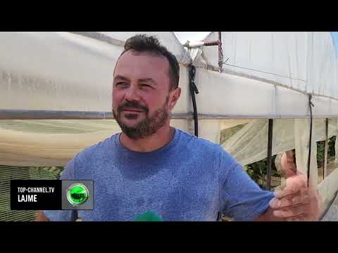 Top Channel/ “Cornichon” nga Patosi në Austri / Fermeri i Zharrzës kultivon kastravecë për eksport