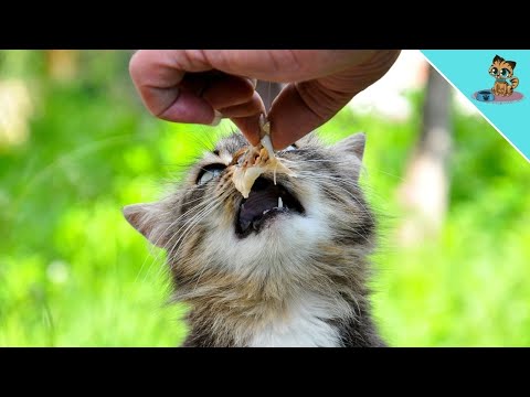 7 foods you should NEVER feed your cat (DANGEROUS)