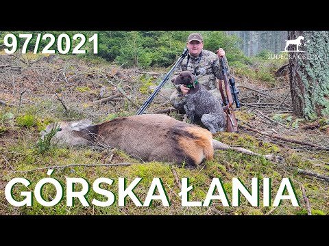 SUDECKA OSTOJA 97/2021. Mountain hind. Deer hunting in Poland