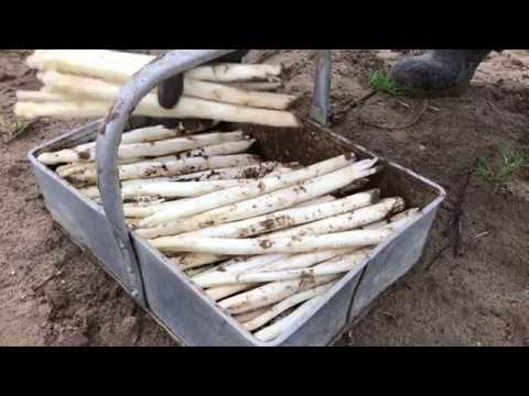 Infopact Aspergeactie - asperges steken in Sint Joost (Limburg)