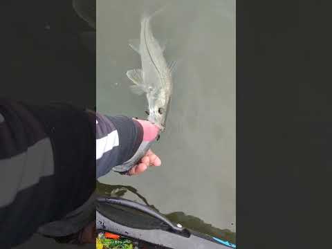 6° Torneio Paulista de Caiaque GKF, Parque Miracatu, Competidor BAKAMURA #robalo #pescaria #fishing