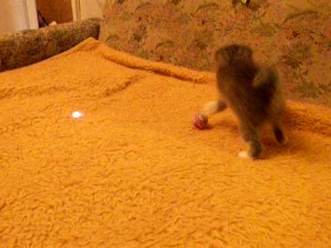 Котенок игруля по имени Люля