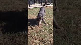 Video preview image #1 Retriever -Unknown Mix Puppy For Sale in Woodbury, NY, USA