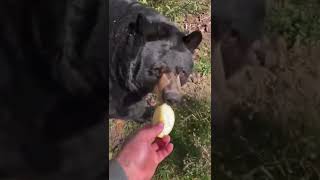 Big Fat Bear