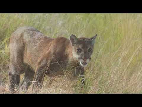 Bio bits Florida panther