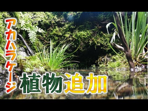 アメリカイモリ 植物