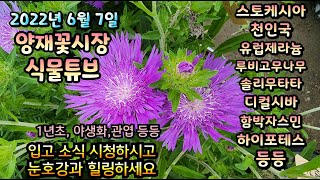 양재꽃시장 식물튜브 [2022년 6월 7일 // 스토케시아, 겹접시꽃, 솔리무타타, 디컬시바, 함박자스민, …